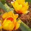 Prickly pear flowers