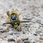 Yellowjacket 