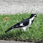 Magpie Lark/Mud Lark-male