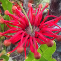 Firewheel tree