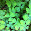 Redwood sorrel