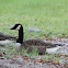 Canadian Geese