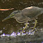 Striated Heron