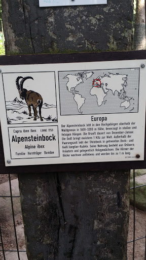 Alpensteinbock