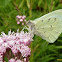 Hesperocharis butterfly