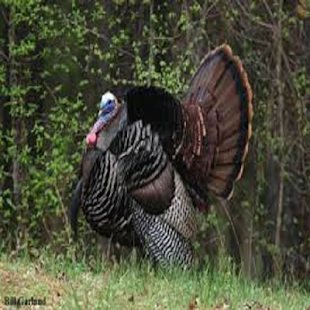 How to get Turkey call lastet apk for android