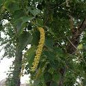 Chinese Tallow