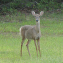 White-tailed Deer