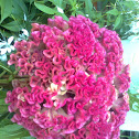 CocksComb
