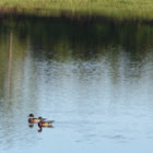 Wood duck