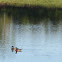 Wood duck