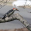 Red-bellied woodpecker