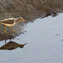 Spotted Sandpiper