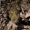 Fire-bellied Toad
