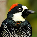 Acorn Woodpecker