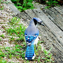 Blue Jay
