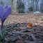 Crocus