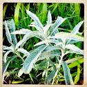 Prairie sage