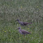 greater yellowlegs
