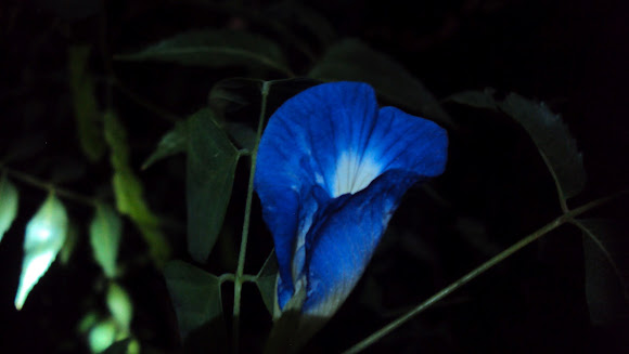 Spotting Image 1