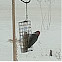 Red-bellied Woodpecker