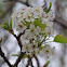 Callery Pear