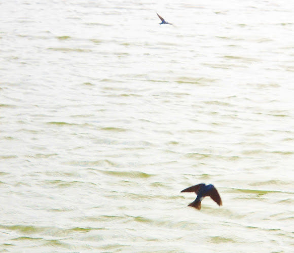 Spotting Image 1