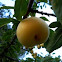 Ciruelo amarillo