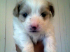Cachorros Maltes En Venta