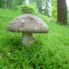 Hongo. Fungus