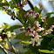 Citrus flower