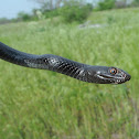 Eastern coachwhip