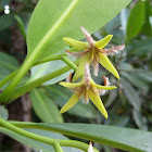 Black Mangrove Tree