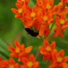Butterfly Weed