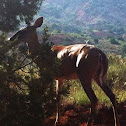 White-tailed Deer