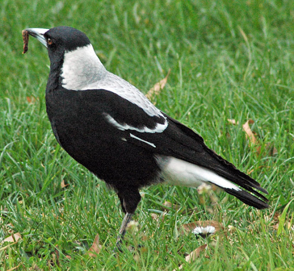 Spotting Image 1