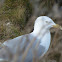 Seagull