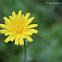 Pissenlit commun / Dandelion