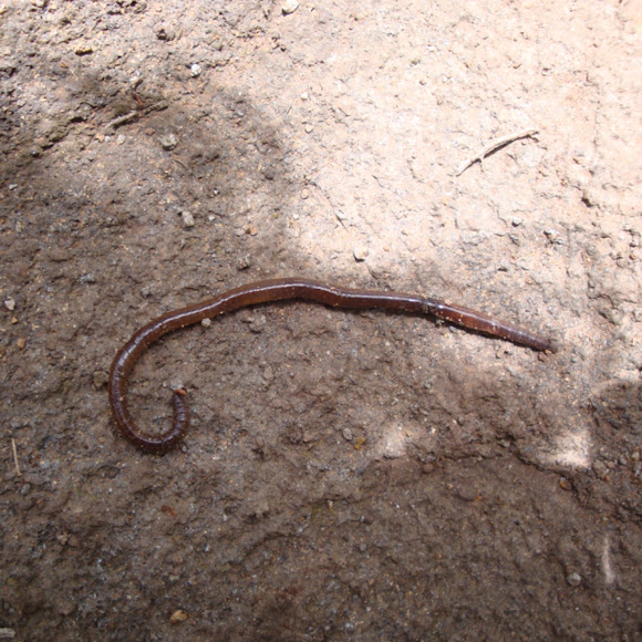 Spotting Image 1