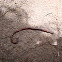 Earth worm