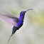 Violet Sabrewing