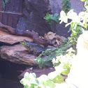American Bullfrog