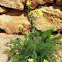 Perennial Wall-rocket