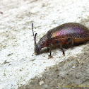 Black Darkling Beetle