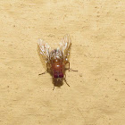 Vinegar fly