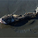 Red cod