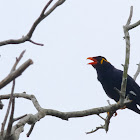 Common Hill Myna