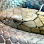 King Cobra