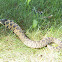 Eastern hognose snake