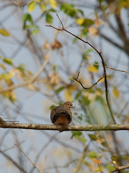 Spotting Image 1